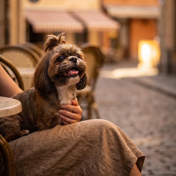 A long-coated dog