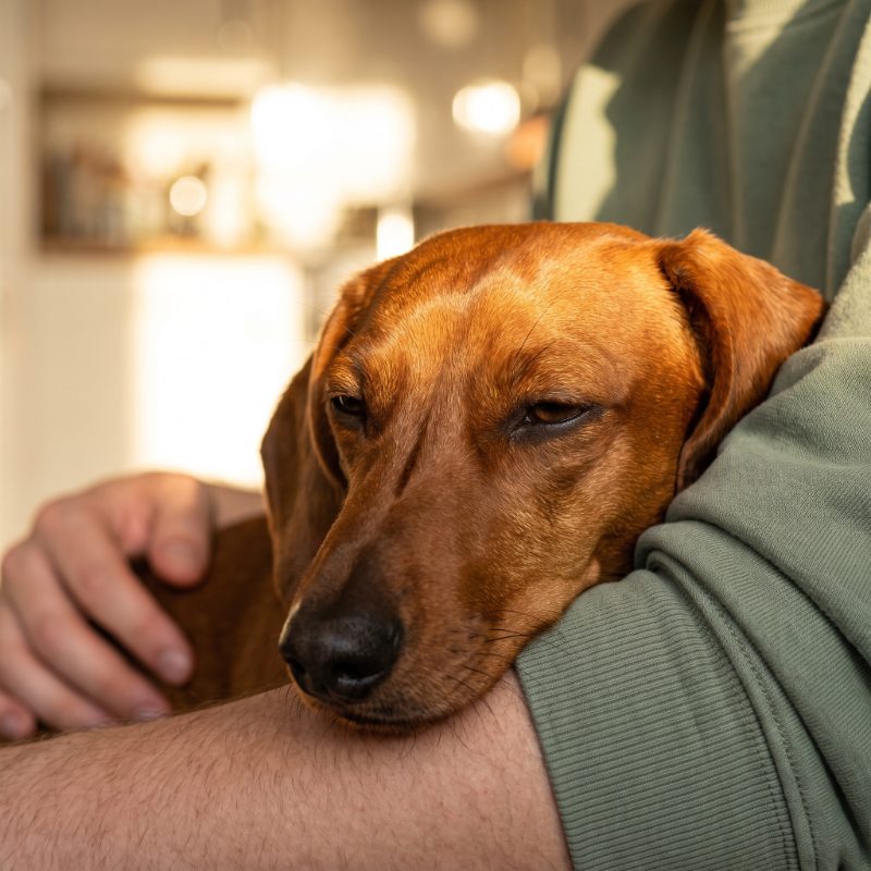 A head resting on a knee, evening light