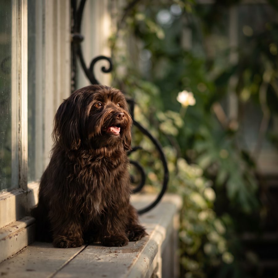 Pearl, a senior dog, in soft window light