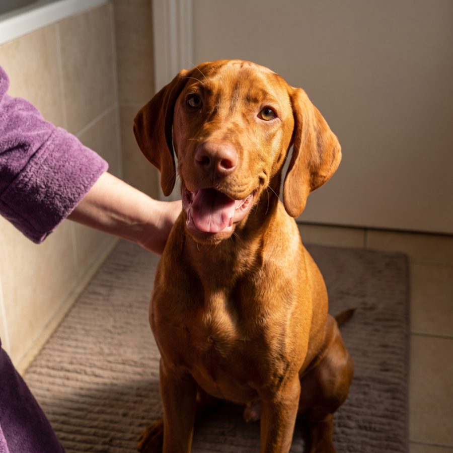 A dog waiting at the bathroom door