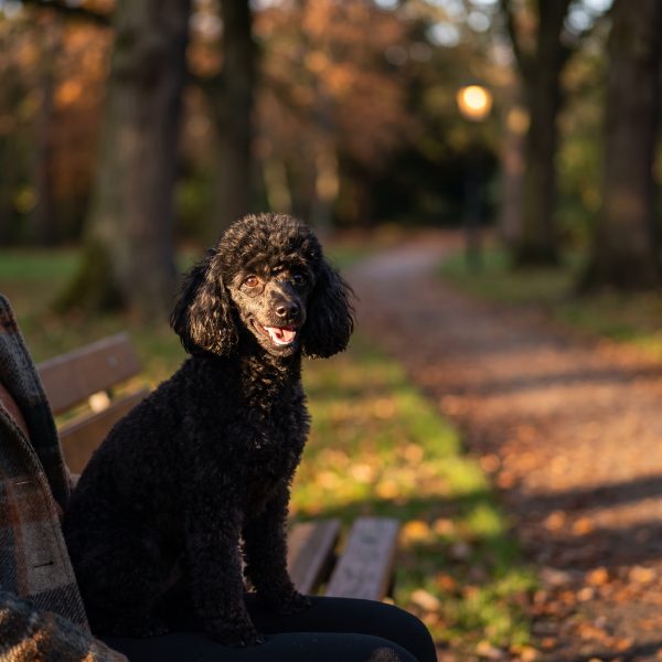 A curly-coated dog
