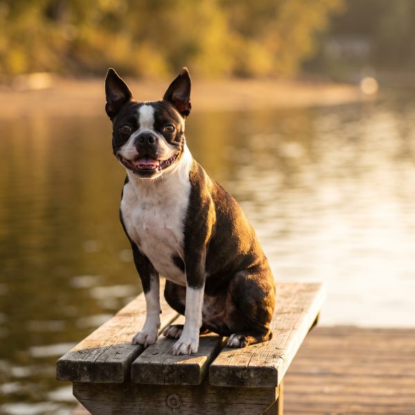 A short-coated dog