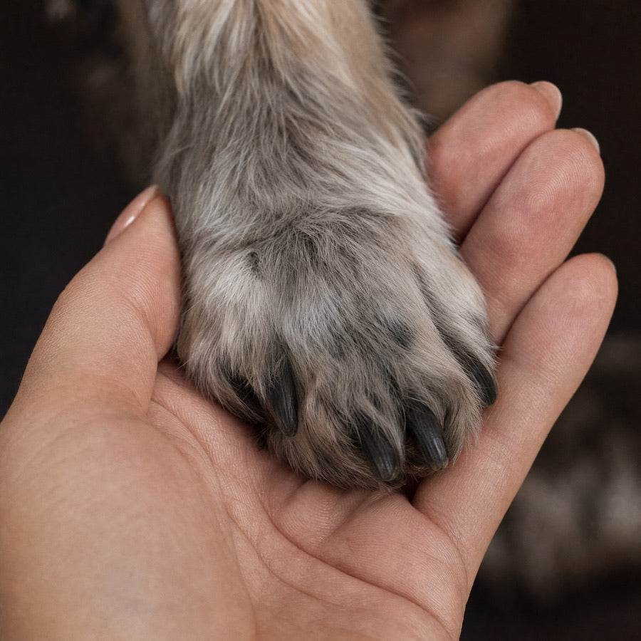 A paw held in an open palm