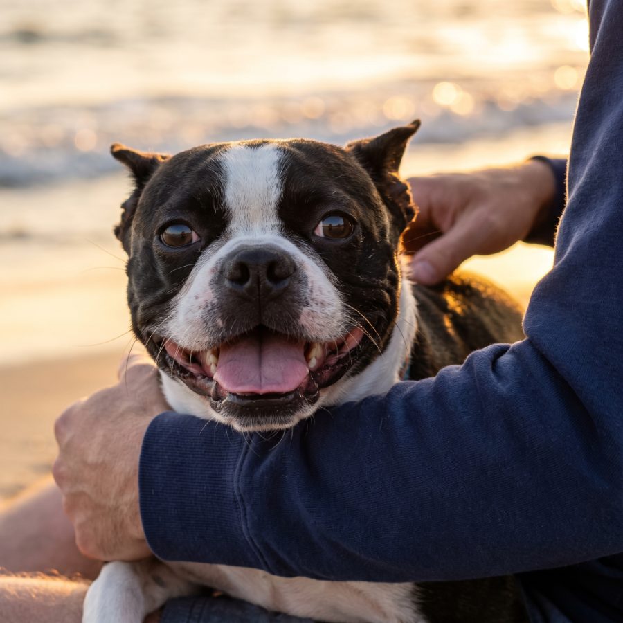 Bruno, a double-coated dog, close crop