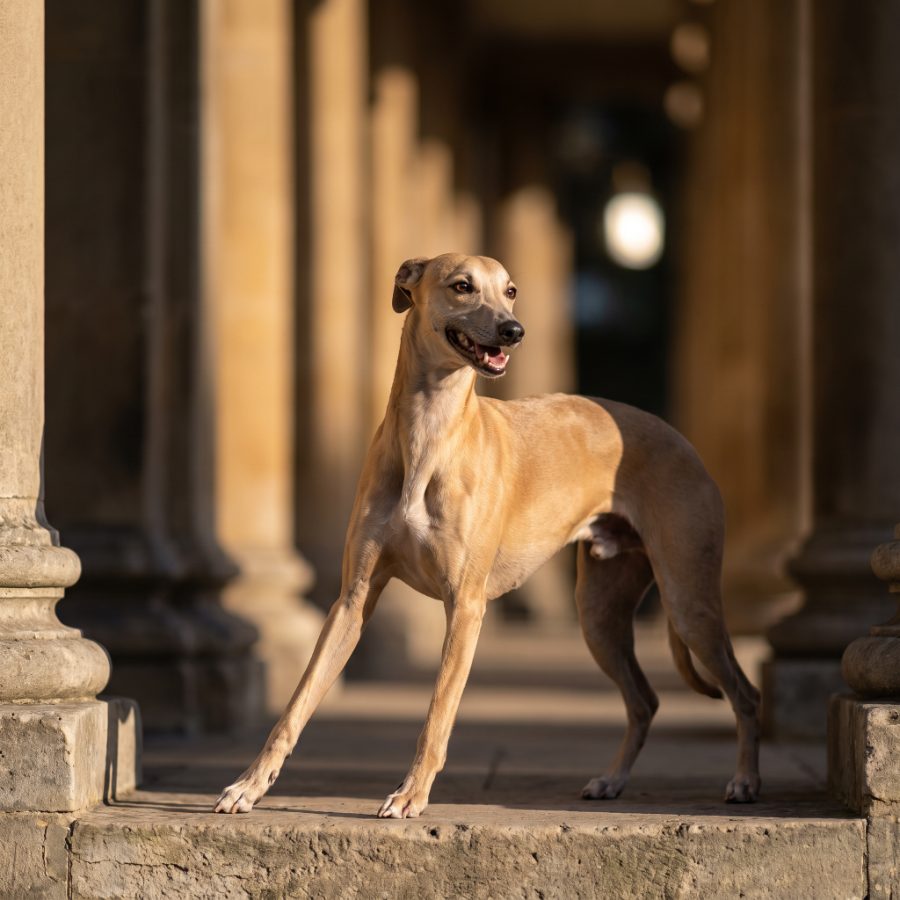 Hugo, a dog in profile, evening light